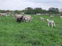 schapen groot